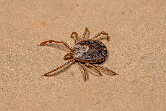 Female Adult Cayenne Tick of the species Amblyomma cajennense