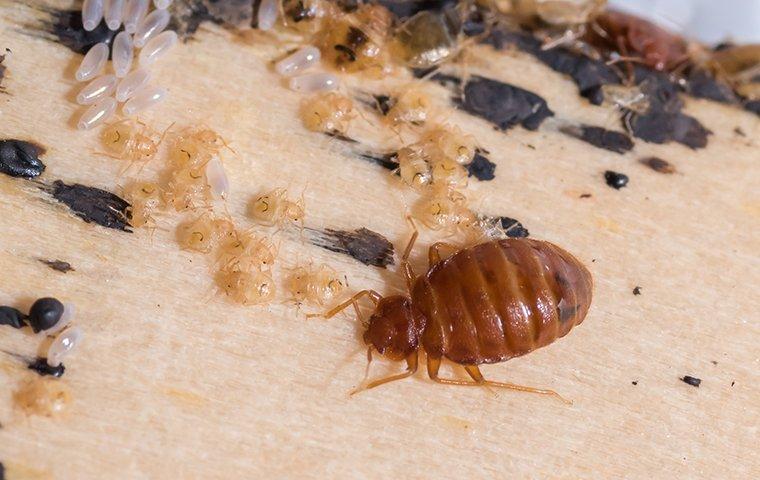 bed-bug-and-larvae-on-a-bed.v4